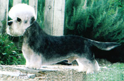 Ch.Hobergays Fineus Fogg