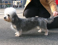 Ned en Int Ch Bardolynn´s Doucet Annabel
