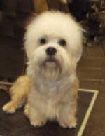Bardolynn's Doucet Andrew