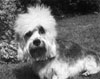 Dandie of the Year 1997