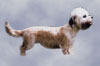 Foto: Zwinger "Dandie Forver"