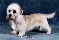 Dandie Forever Dana-Loisa
