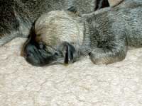 Litter "Dandie Forever"
