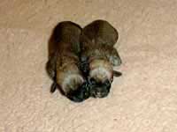 Litter "Dandie Forever"