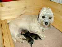 Litter "Dandie Forever"