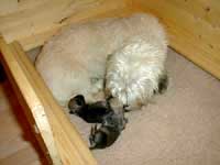 Litter "Dandie Forever"