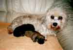 Puppy at the age of 14 days 