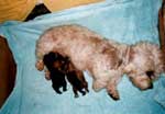 Puppy at the age of 14 days