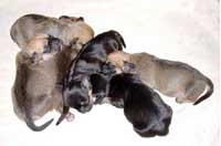 Whelps of kennel: Dandies from Switzerland