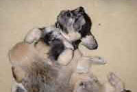 Whelps of kennel: Dandies from Switzerland - 4 weeks
