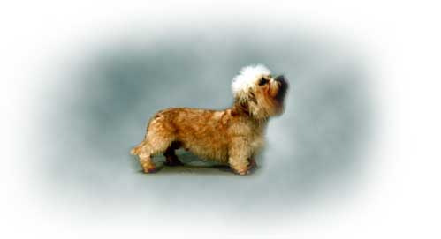 Dunadan Fire-Ballon - Dandie of the Year 1998 in Finnland