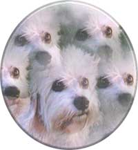 Ch Dunsandle Dandle MyDafney