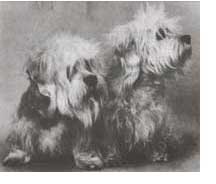 Ch Florina's Filius und Ch Inka von Beerenkamp