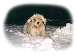 ...der Schnee war sein Element