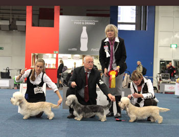 *CACIB Dortmund/Germany - left: German Dandies' Orlando, middle: German Dandies' Naomi, right: German Dandies' Prima Donna