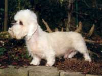 German Dandie' Florian, gen. Harvey