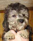 Nevio