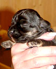 Nevio