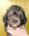 Nevio