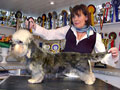German Dandies' Naomi - Own: Breeder