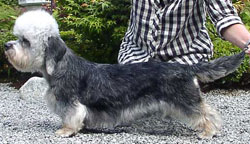 Jr Ch German Dandies' Naomi