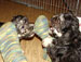 Paps Socken