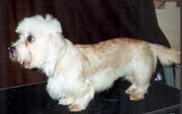 Hendell Sparkling Princess, gen. Sparky