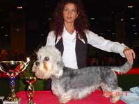 Ibolya közi Glory