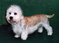 Dandie des Jahres - Ch. Gulliver z Roxburku Sun