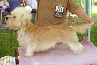CH Ibolya-közi Isidor