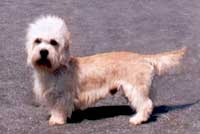 Dandie of the Year 2001