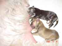 whelps of m-litter