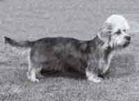 Ch Inzievar Silver Darling