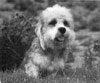 Dandie of the Year 1996