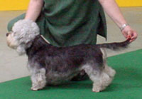 Best of Breed - Ch.Pennywise Patriot Games
