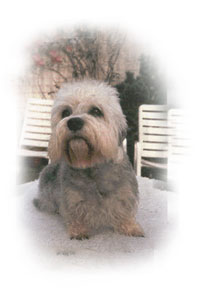 Champion Piper Alice