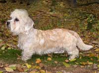 BRANDY VOM PARKWALD