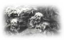 Mr. Charles Cook's Dandies 1894
