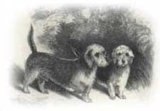 Mr. J. Locke's "Doctor" und "Tib Mumps", 1878
