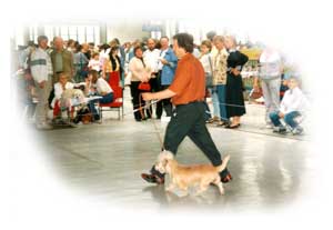 Manfred Rosenbaum (German Dandies') and Ch. Swanwillow Golden Guinea at Amansan