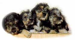 Welpen - B-Wurf - German Dandies'