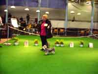 Francy Treasure vom Adelsberg - Offene Klasse