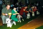 No.79 - Micklam Newshound - No.81 - No105 - ff