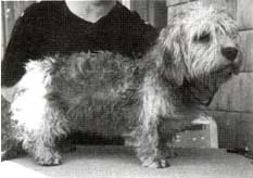 "Babsi", 8 Monate alt, mit Teddy-Mantel