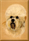 Ch.German Dandies Apollo