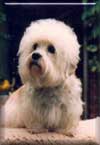 Ch.Daphne von Beerenkamp - Kennel Geman Dandies'