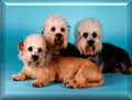 Kennel German Dandies'