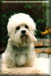 Ch.Daphne von Beerenkamp - Kennel Geman Dandies'