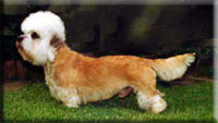 Ch.German Dandies' Earl of Speedy