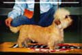 FCI-Europachampion Ch.Swanwillow Golden Guinea at Amansan